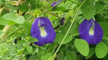 Bahçedeki mavi bezelye çiçeği