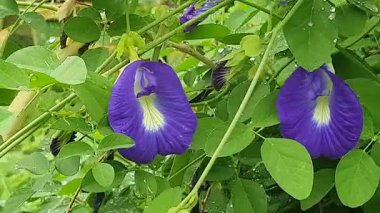 Bahçede mavi çiçekli mor süsen çiçeği