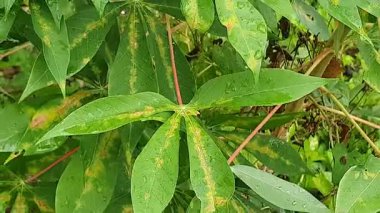 yeşil yapraklar, bitkiler ve yapraklar