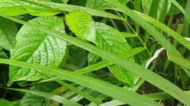 Bahçede yeşil yapraklar