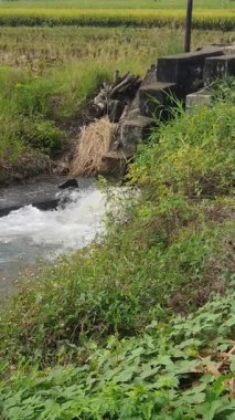 Ormanda güzel bir şelale