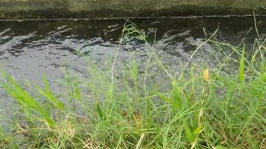 Parktaki nehirde akan su