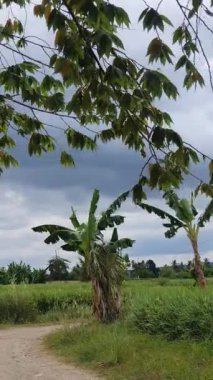 Kırsal alanın güzel manzarası