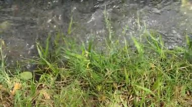 Bahçedeki yeşil çimenler