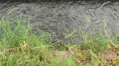 Ormanda güzel bir şelale