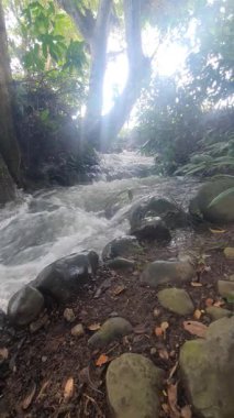 Ormandaki güzel şelale. seyahat