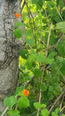 Güzel botanik fotoğrafı, doğal duvar kağıdı.