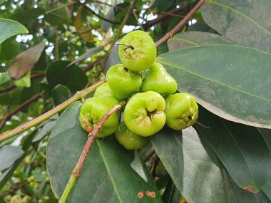 bir ağacın yeşil yaprakları