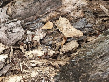 kuru ağaç kabuğu dokusu arkaplanı