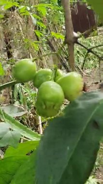Bahçedeki ağaçta taze yeşil papaya meyvesi.