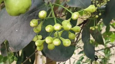 bir bitkinin yeşil yaprakları