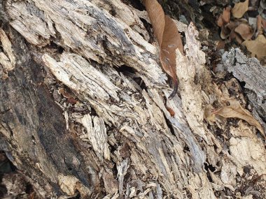 Ağaç gövdesi, makro çekim