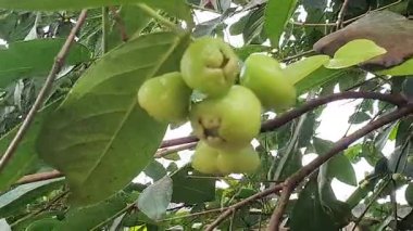 yeşil su bir ağaç elması