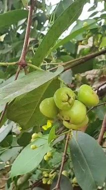 yeşil yapraklı yeşil ağaç