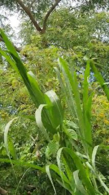 Köyde yeşil yapraklar