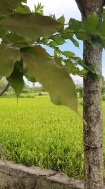 Bahçedeki yeşil tarla