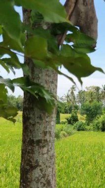 Yeşil yapraklı yeşil ağaç