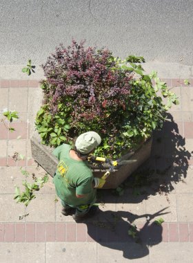 Şehir çalılar süs