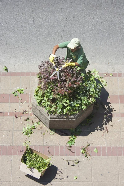Şehir yeşillik işçisi
