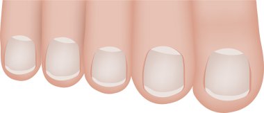 Toes Illustration on a white background clipart