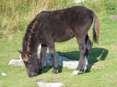 Pottok foal in Basque country clipart