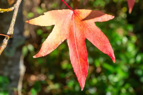 Sonbaharda Bahçede Akçaağaç Yaprakları — Stok fotoğraf
