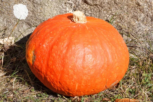 Pumpkin on grass after harvesting in a vegetable garden during autumn