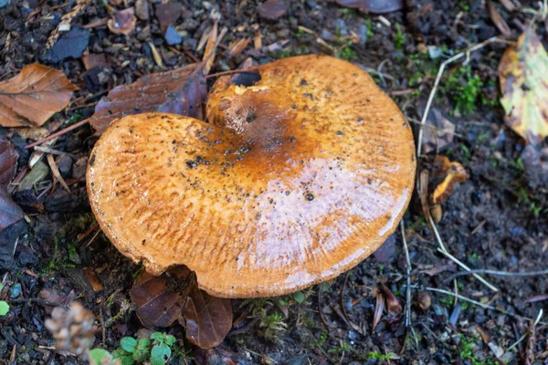 Rufous Milkcap Mushroom Moss Autumn — Stock Photo, Image