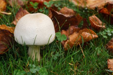 Sonbaharda bahçede tarla mantarı ve ölü yapraklar