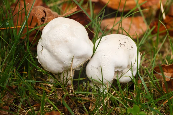 Field Mushroom Dead Leaves Grass Autumn — Stock Photo, Image