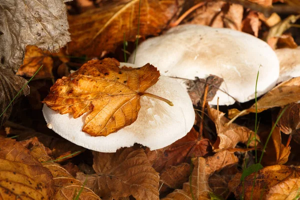 Field Mushrooms Dead Leaves Garden — Stock Photo, Image