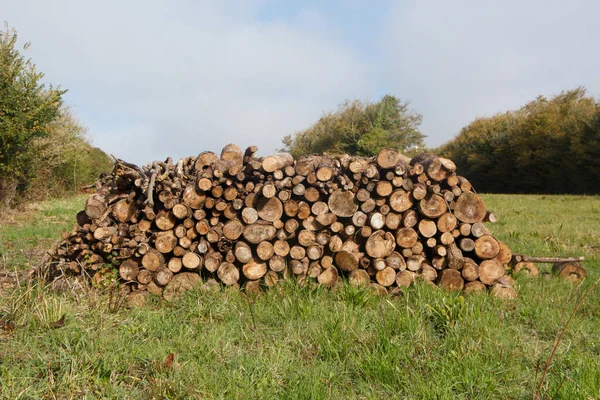 Tas Billes Bois Dans Champ Près Une Forêt — Photo