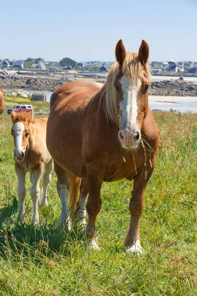 Jellemző Breton Kanca Csikója Mező Közelében Tenger Bretagne — Stock Fotó