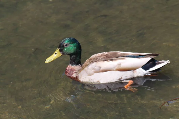 Pato Real Macho Nadando Río — Foto de Stock