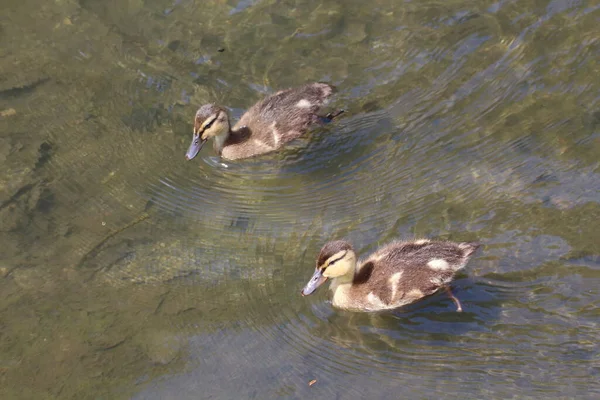 Deux Canetons Colverts Nageant Sur Eau Une Rivière — Photo