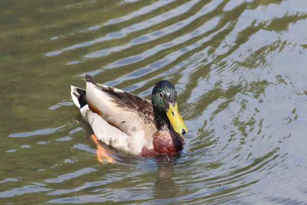 Pato Real Macho Nadando Río Bretaña — Foto de Stock
