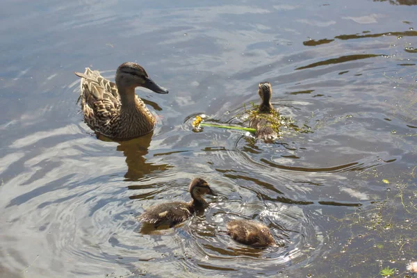 Pato Real Hembra Sus Tres Patitos Nadando Río Bretaña Durante — Foto de Stock