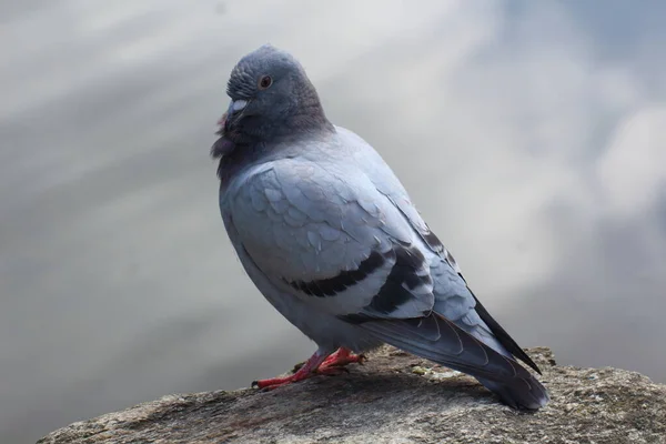 Pigeon Landed Rock Bank Lake — Stock Photo, Image