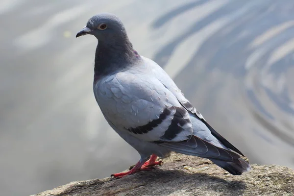 Pigeon Landed Rock Bank Lake — Stock Photo, Image