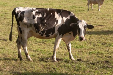 Holstein ineği Brittany 'de bir tarlada