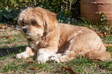 Lhasa Apso köpeği sonbaharda bahçede uzanıyor.
