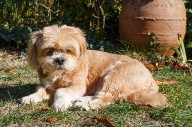 Lhasa Apso köpeği sonbaharda bahçede ölü yaprakların arasında yatar.