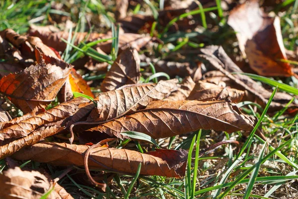 Feuilles Mortes Sur Herbe Jardin Automne — Photo