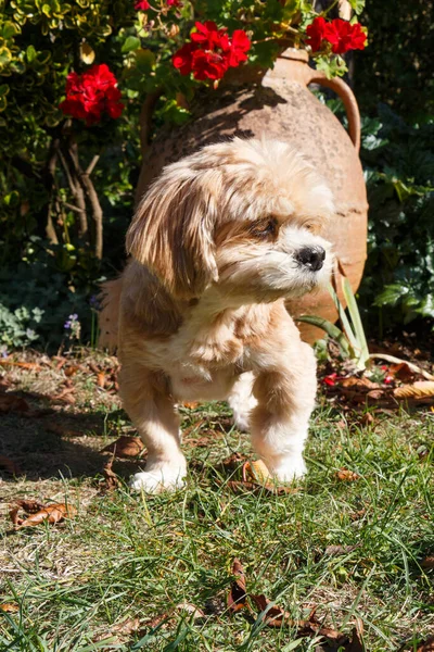 Lhasa Apso Dog Front Flowerpot Garden — Stock Photo, Image