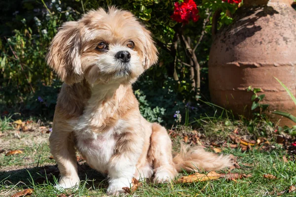 Lhasa Apso Cão Sentado Jardim Entre Folhas Mortas — Fotografia de Stock