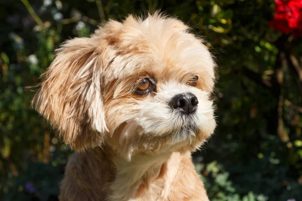 Red Lhasa Apso Pies Siedzi Ogrodzie — Zdjęcie stockowe