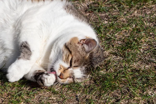 Acostado Tabby Gato Lamiendo Pierna Jardín —  Fotos de Stock