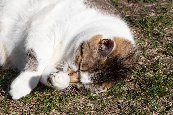 Acostado Tabby Gato Lamiendo Pierna Jardín —  Fotos de Stock