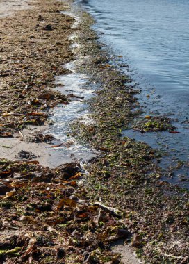 Brittany 'de kumsalda kahverengi yosun