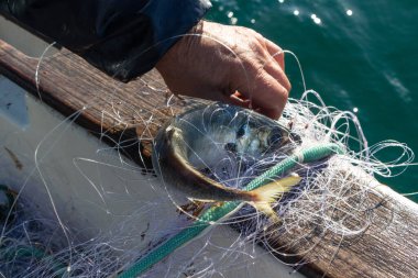 Balıkçı elinde uskumruyla bir kayıkla geri dönüyor.